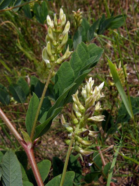 Kozinec sladkolistý (Astragalus glyciphyllos L.)