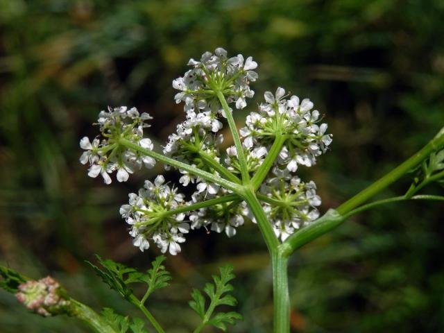 Halucha vodní (Oenanthe aquatica (L.) Poiret)