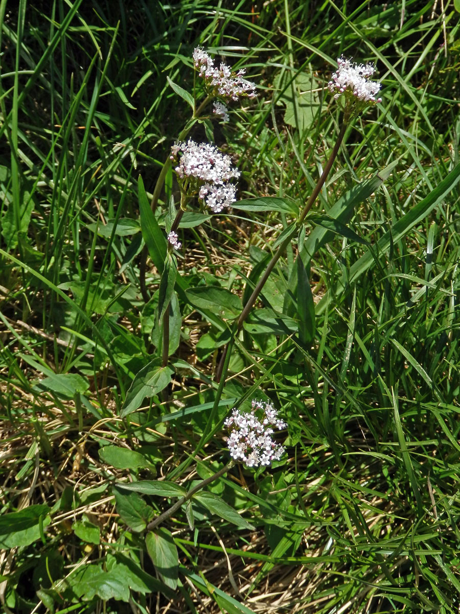 Kozlík trojený (Valeriana tripteris L.)