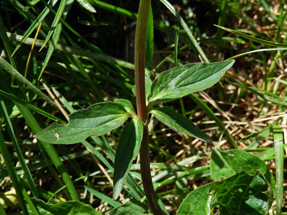 Kozlík trojený (Valeriana tripteris L.)