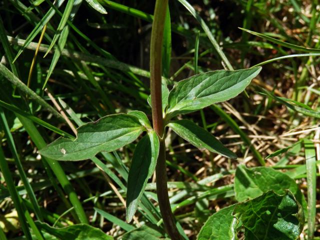 Kozlík trojený (Valeriana tripteris L.)