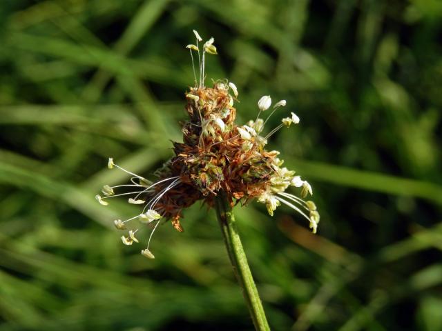 Jitrocel kopinatý (Plantago lanceolata L.) - větvené květenství (27)