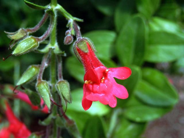 Gambelia speciosa Nutt., zdvojený květ (1a)