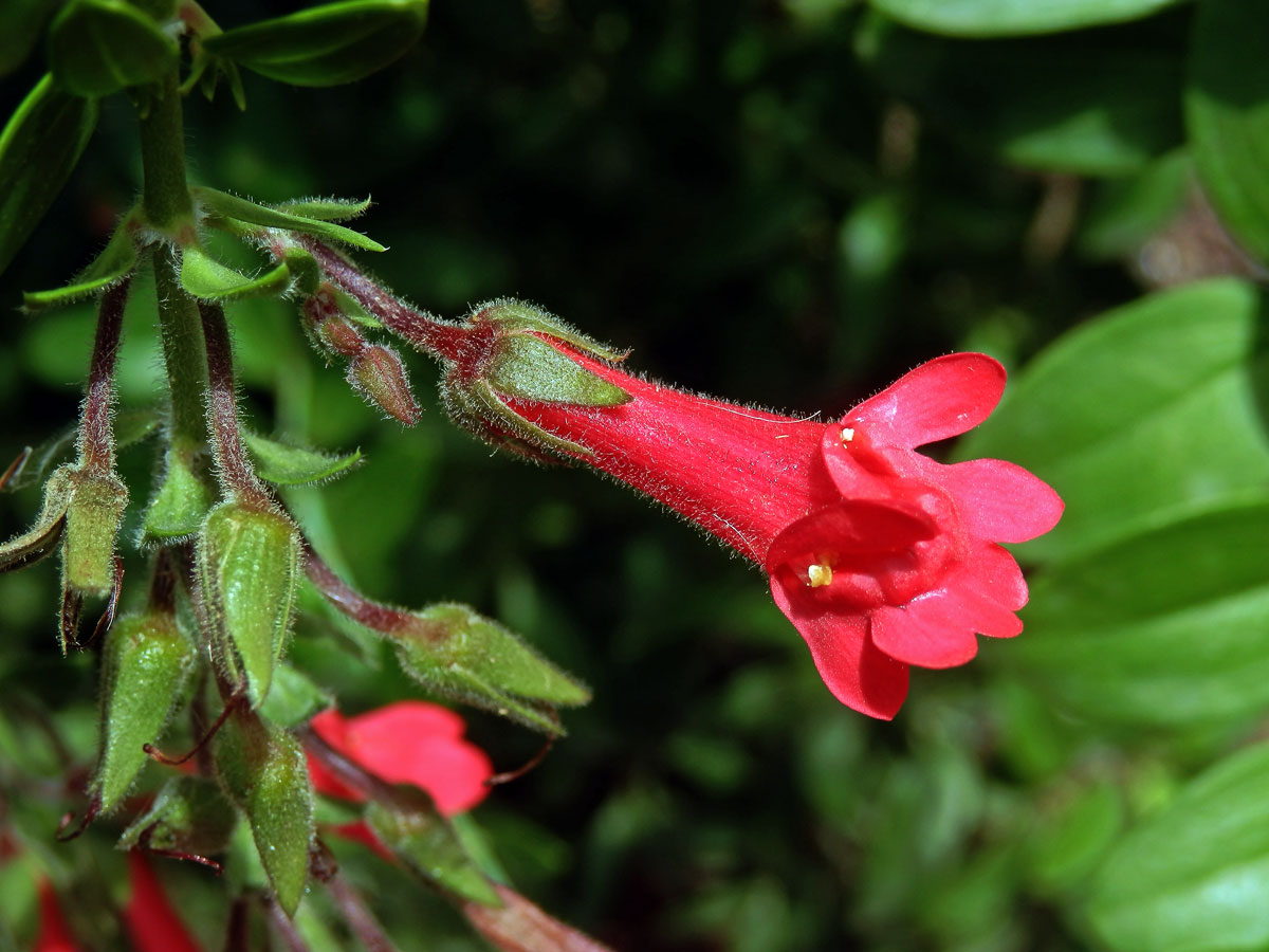 Gambelia speciosa Nutt., zdvojený květ (1b)