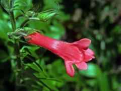 Gambelia speciosa Nutt., zdvojený květ (1c)