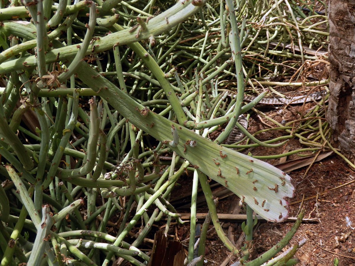 Fasciace Kleinia anteuphorbium (L.) Haw.