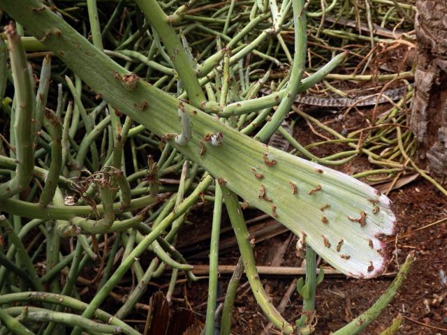 Fasciace Kleinia anteuphorbium (L.) Haw.