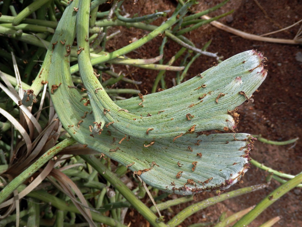 Fasciace Kleinia anteuphorbium (L.) Haw.