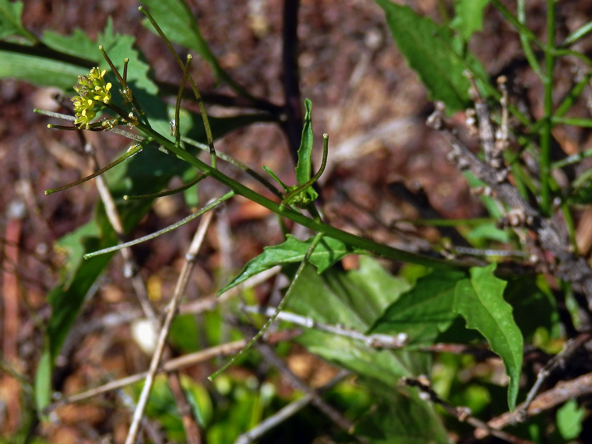 Hulevník drobnokvětý (Sisymbrium irio L.)