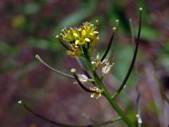 Hulevník drobnokvětý (Sisymbrium irio L.)