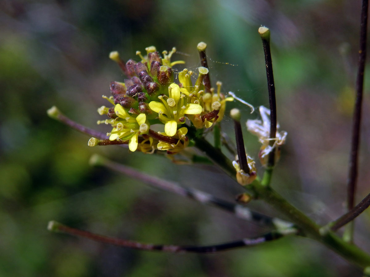 Hulevník drobnokvětý (Sisymbrium irio L.)