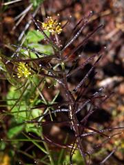 Hulevník drobnokvětý (Sisymbrium irio L.)