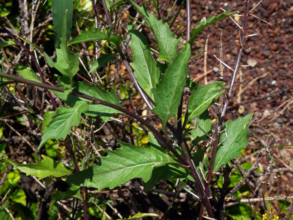 Hulevník drobnokvětý (Sisymbrium irio L.)