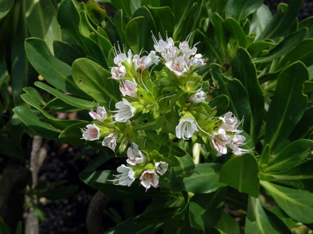 Hadinec (Echium decaisnei Webb et Berthel.)