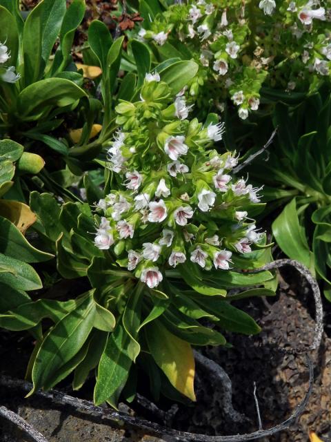 Hadinec (Echium decaisnei Webb et Berthel.)