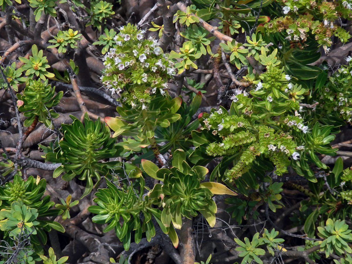 Hadinec (Echium decaisnei Webb et Berthel.)