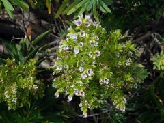 Hadinec (Echium decaisnei Webb et Berthel.)