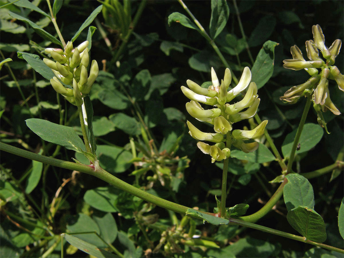 Kozinec sladkolistý (Astragalus glyciphyllos L.)