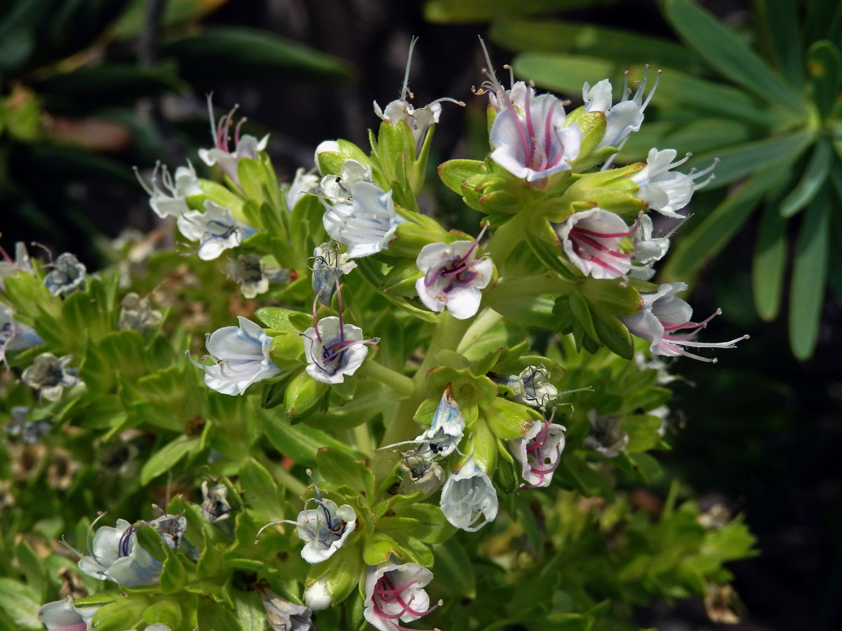 Hadinec (Echium decaisnei Webb et Berthel.)