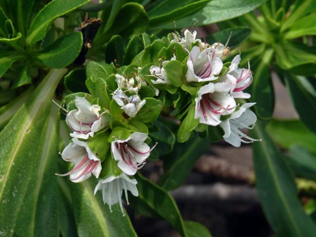 Hadinec (Echium decaisnei Webb et Berthel.)