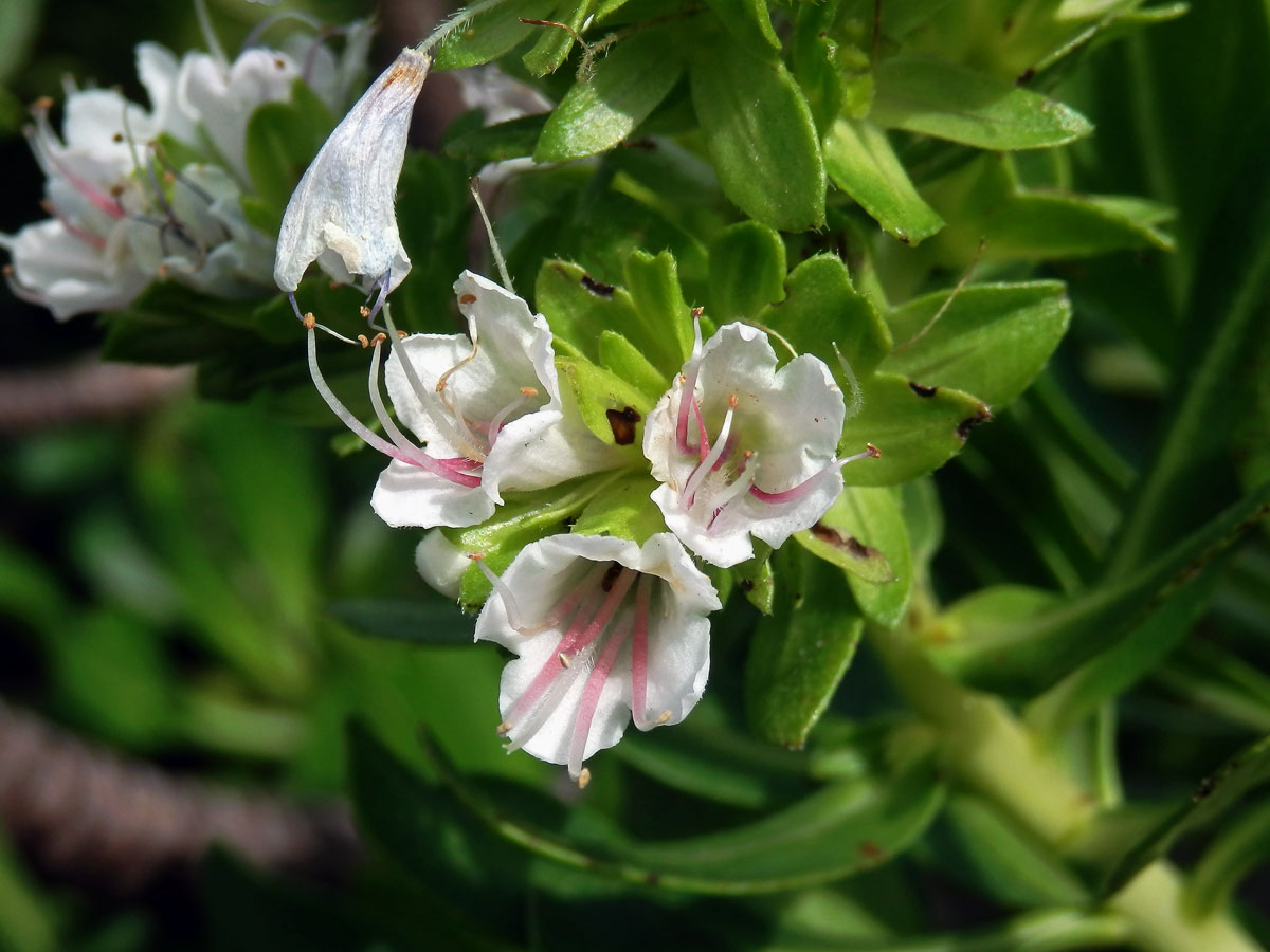 Hadinec (Echium decaisnei Webb et Berthel.)