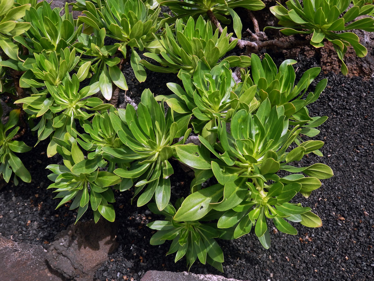 Hadinec (Echium decaisnei Webb et Berthel.)