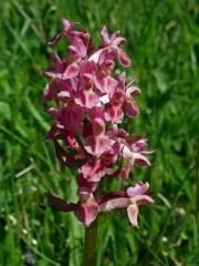 Prstnatec bezový (Dactylorhiza sambucina (L.) Soó)