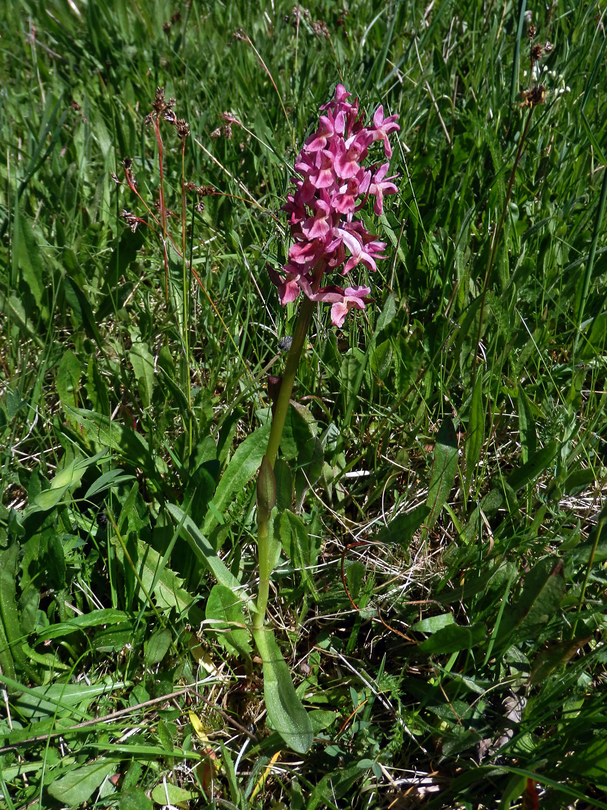 Prstnatec bezový (Dactylorhiza sambucina (L.) Soó)