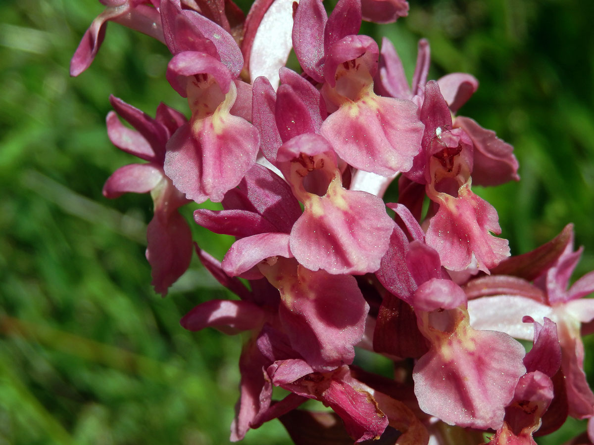 Prstnatec bezový (Dactylorhiza sambucina (L.) Soó)