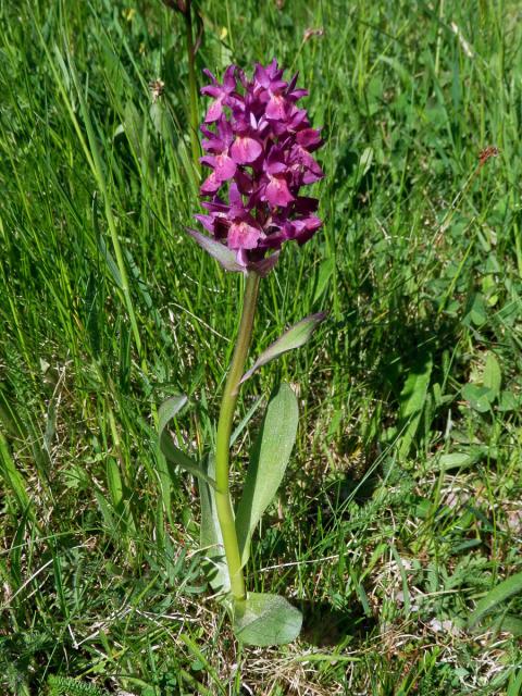 Prstnatec bezový (Dactylorhiza sambucina (L.) Soó)