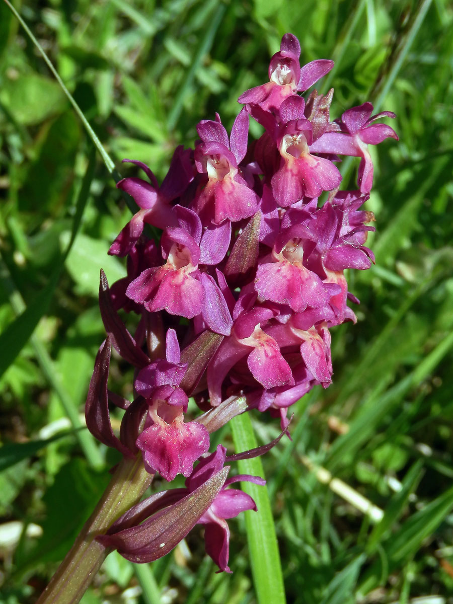 Prstnatec bezový (Dactylorhiza sambucina (L.) Soó)