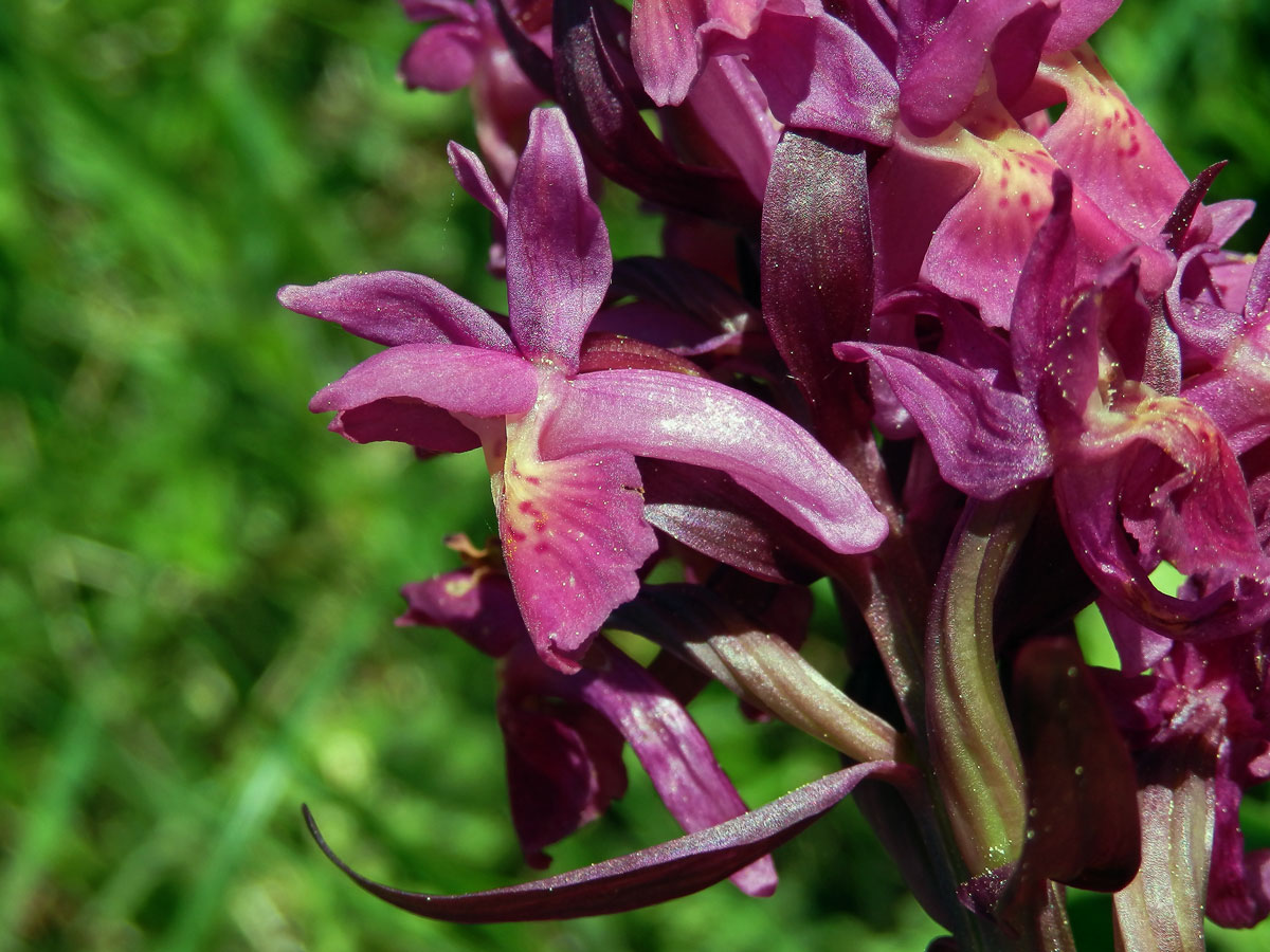 Prstnatec bezový (Dactylorhiza sambucina (L.) Soó)