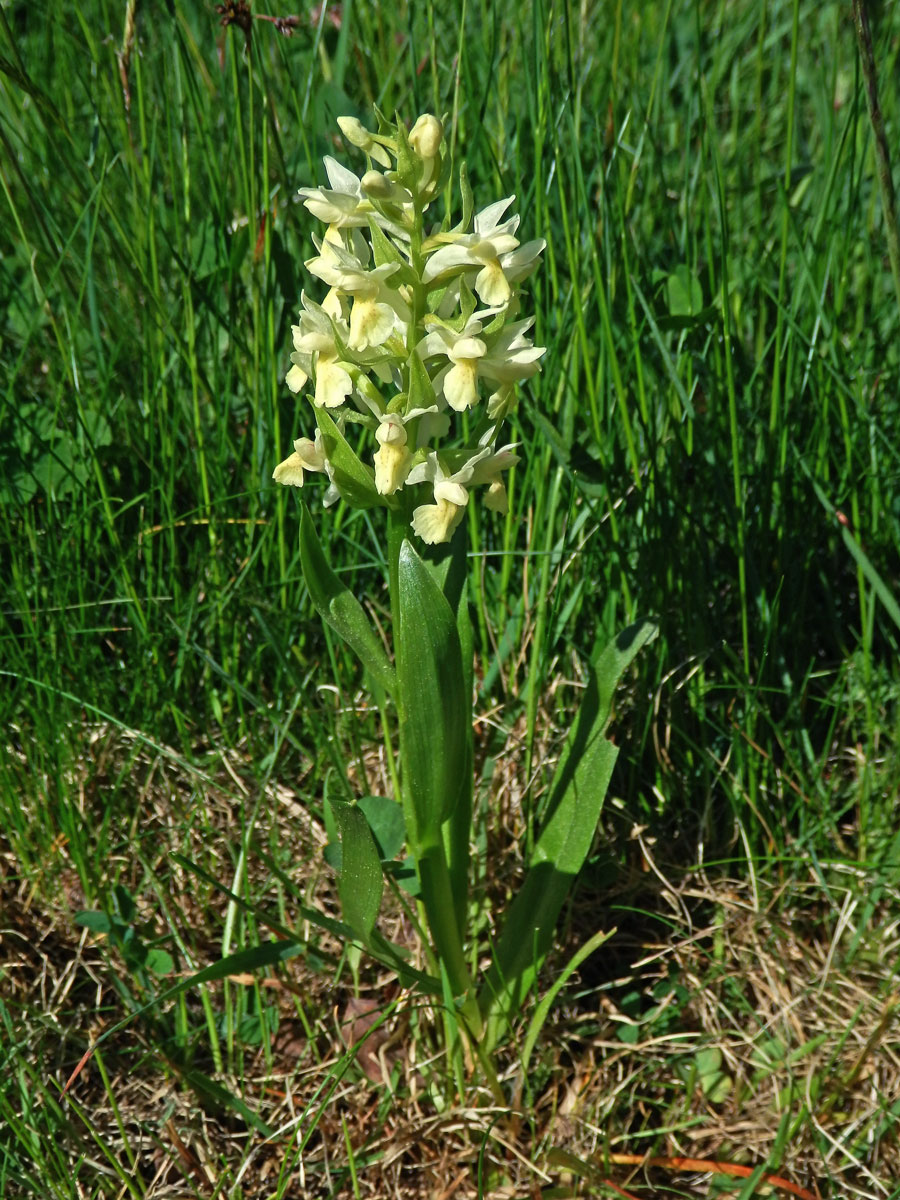 Prstnatec bezový (Dactylorhiza sambucina (L.) Soó)