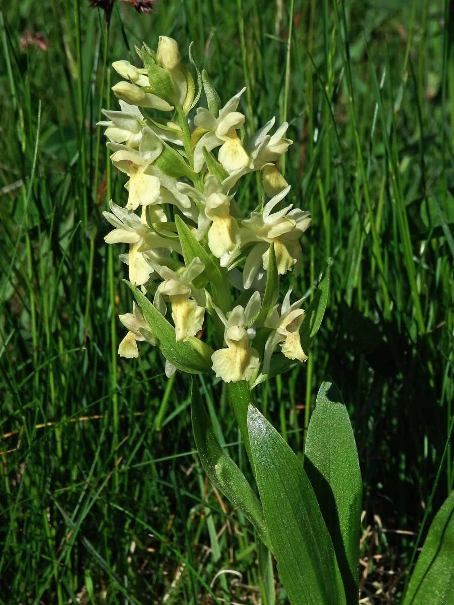 Prstnatec bezový (Dactylorhiza sambucina (L.) Soó)