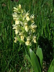 Prstnatec bezový (Dactylorhiza sambucina (L.) Soó)