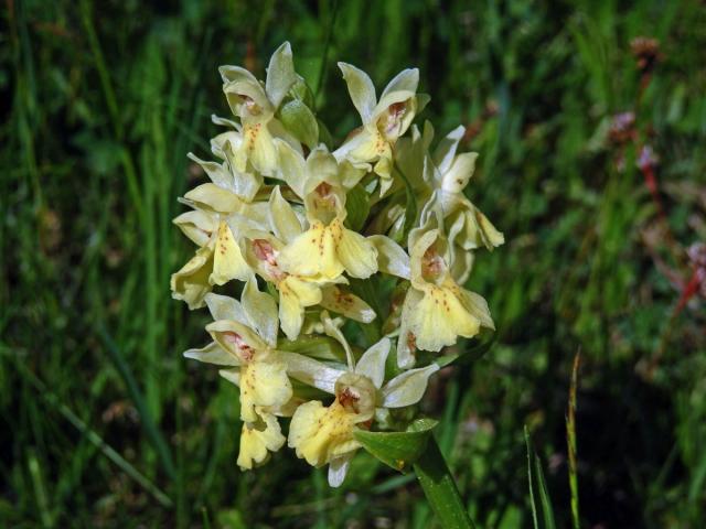 Prstnatec bezový (Dactylorhiza sambucina (L.) Soó)