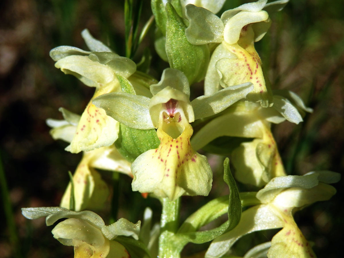 Prstnatec bezový (Dactylorhiza sambucina (L.) Soó)