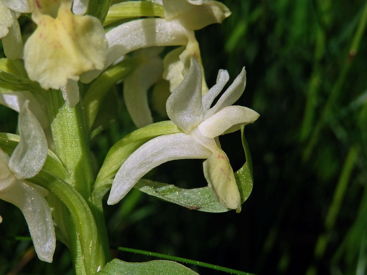 Prstnatec bezový (Dactylorhiza sambucina (L.) Soó)