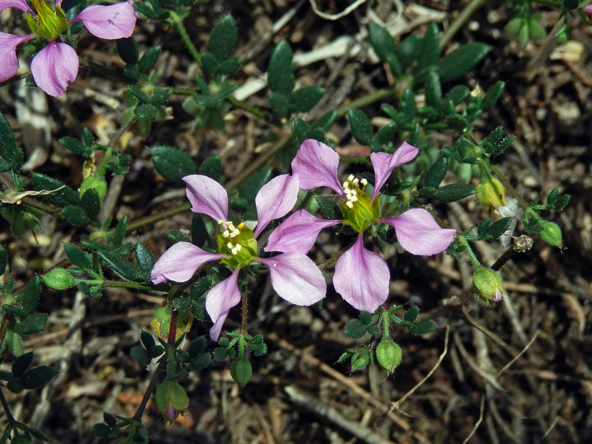 Podlák (Fagonia albiflora A. Chev.)