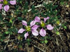 Podlák (Fagonia albiflora A. Chev.)   