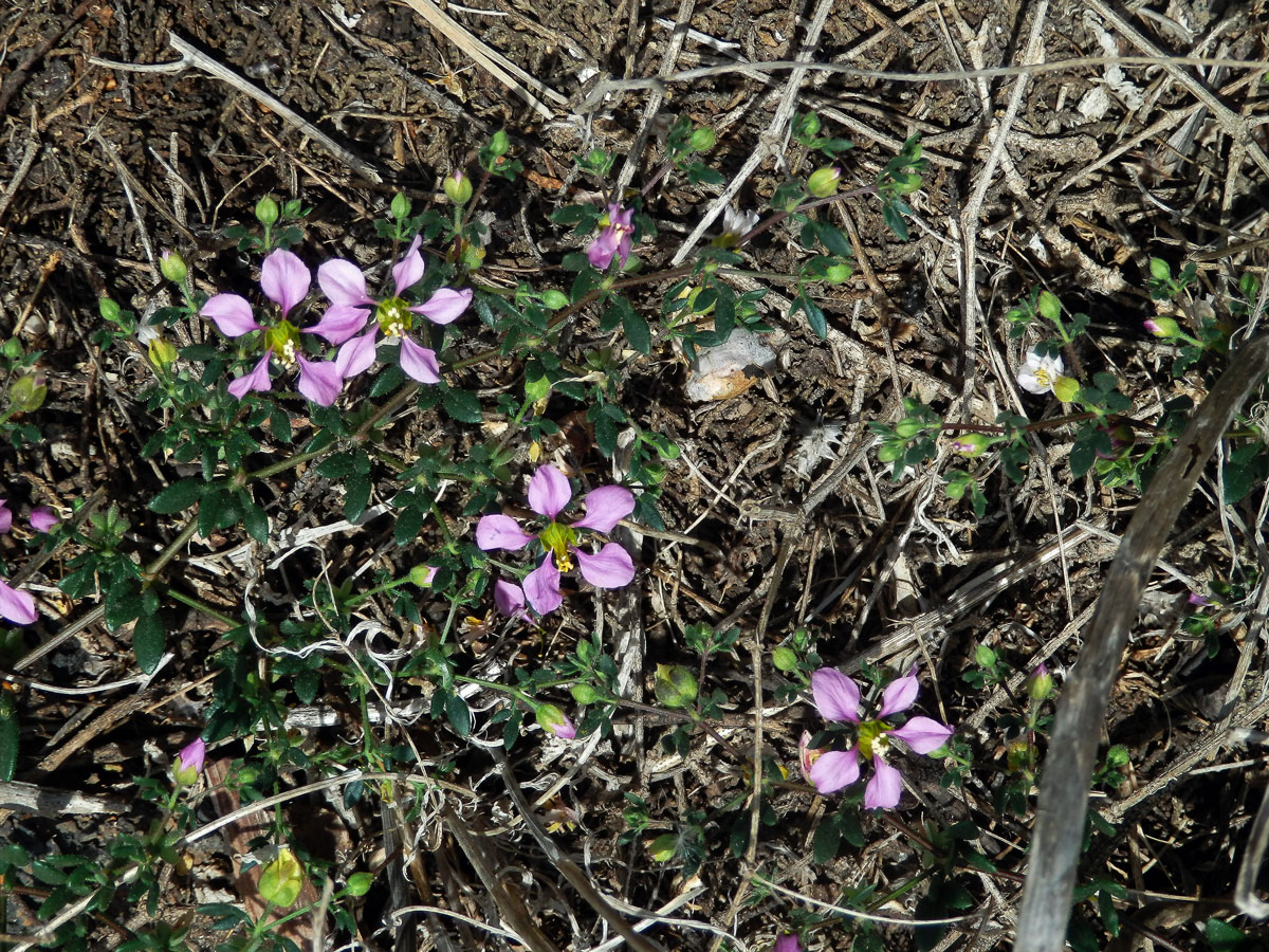 Podlák (Fagonia albiflora A. Chev.)