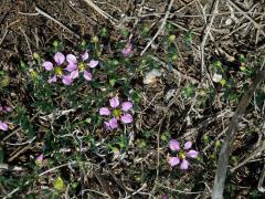 Podlák (Fagonia albiflora A. Chev.)