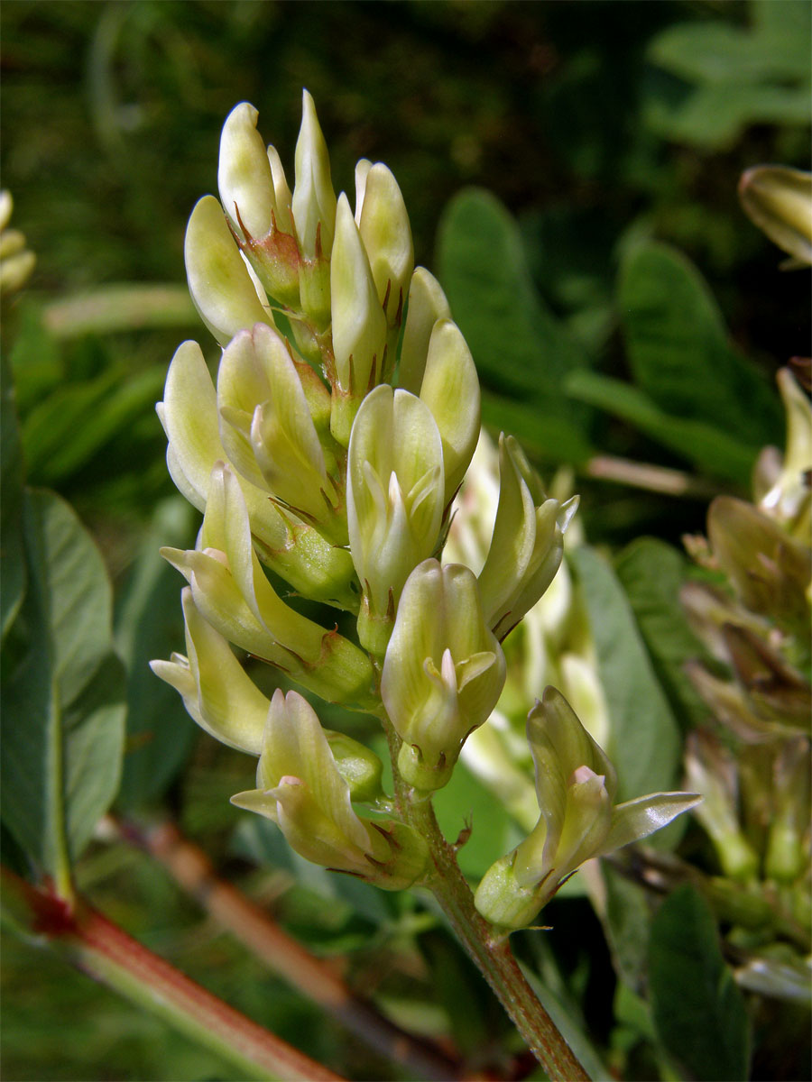 Kozinec sladkolistý (Astragalus glyciphyllos L.)