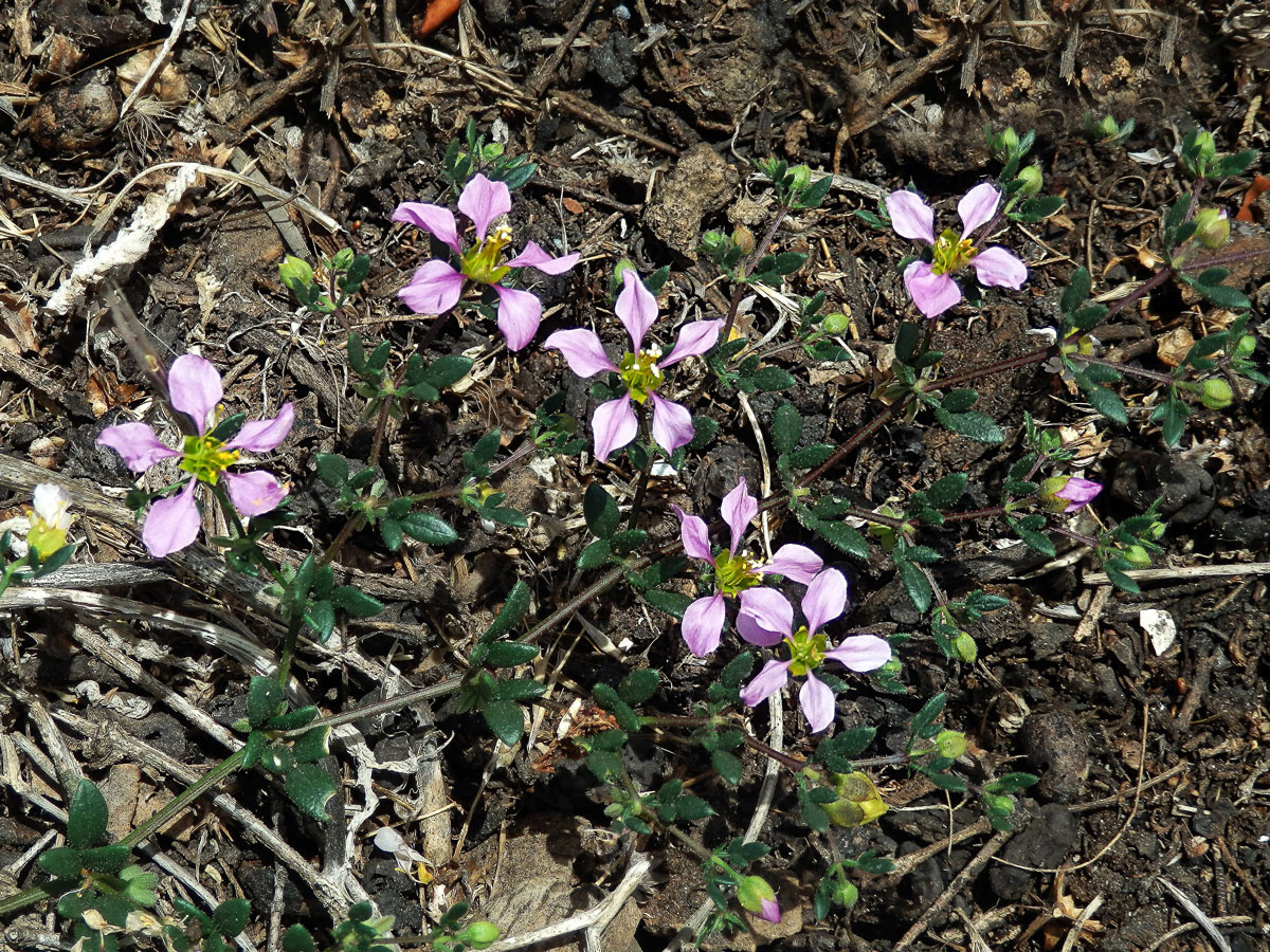 Podlák (Fagonia albiflora A. Chev.)