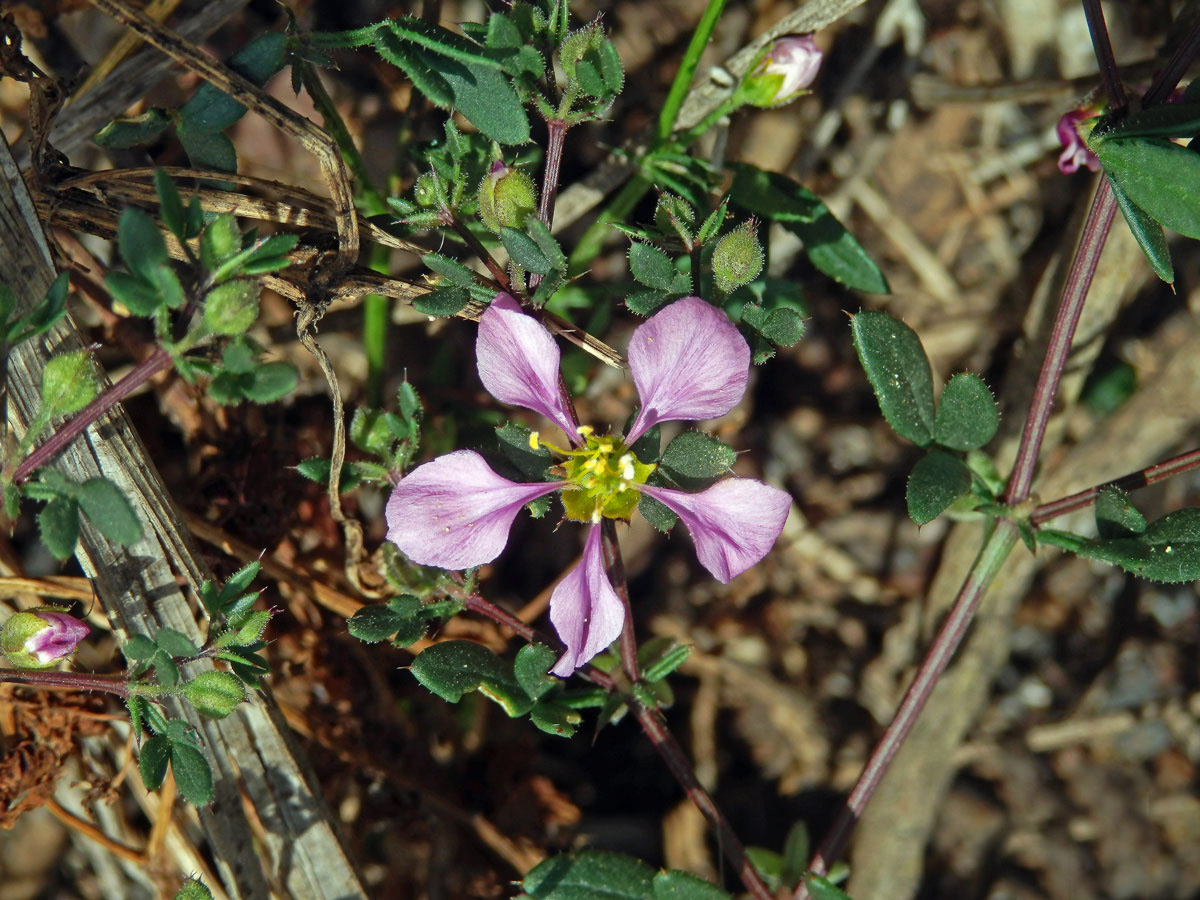 Podlák (Fagonia albiflora A. Chev.)