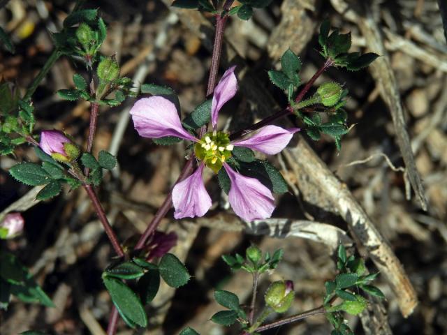 Podlák (Fagonia albiflora A. Chev.)