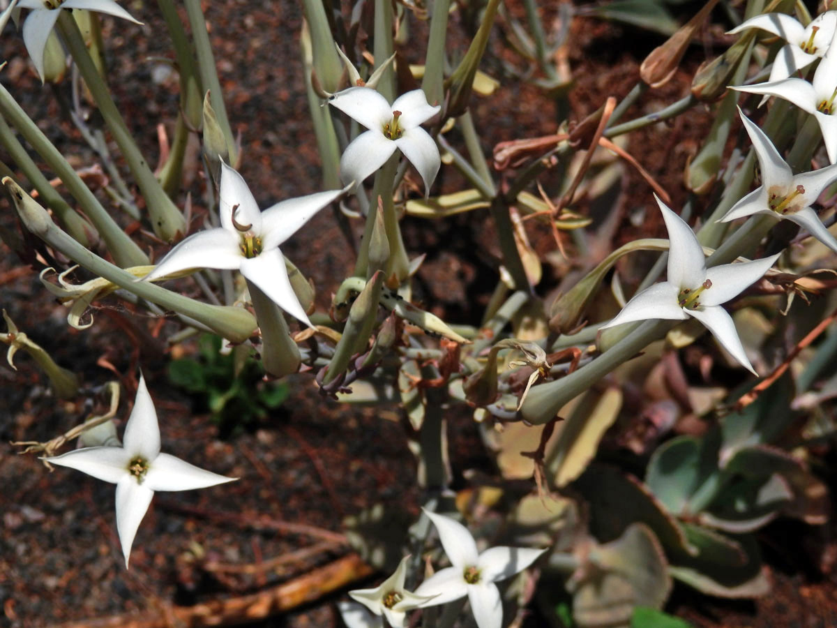 Kolopejka (Kalanchoe marmorata Baker)