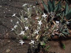 Kolopejka (Kalanchoe marmorata Baker)