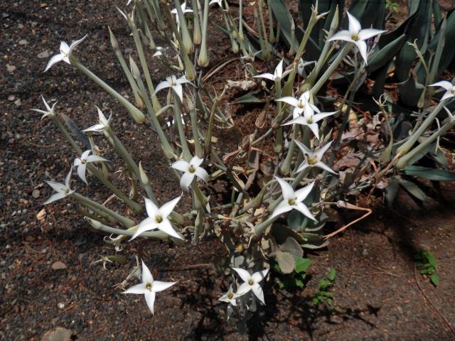 Kolopejka (Kalanchoe marmorata Baker)