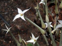 Kolopejka (Kalanchoe marmorata Baker)